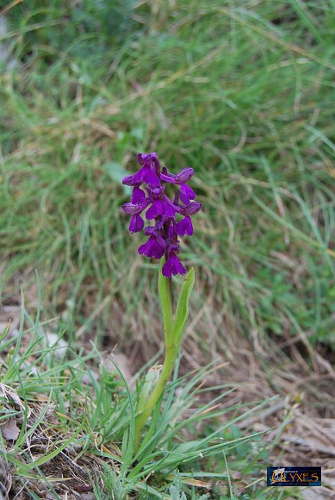 orchis morio.JPG